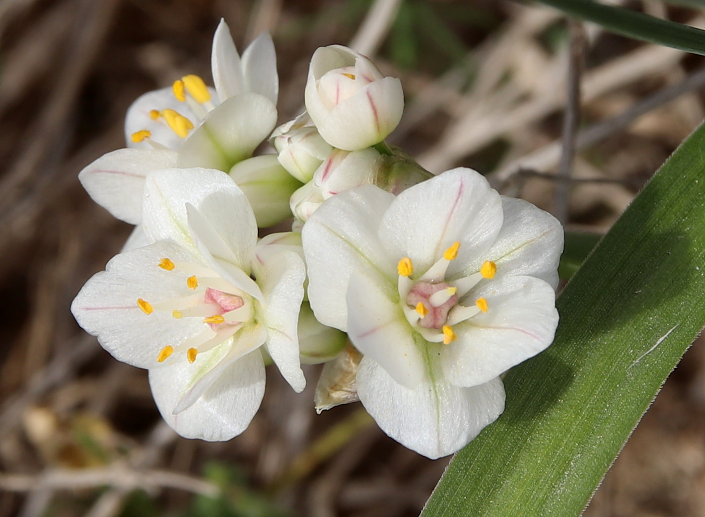 Изображение особи Allium blomfieldianum.