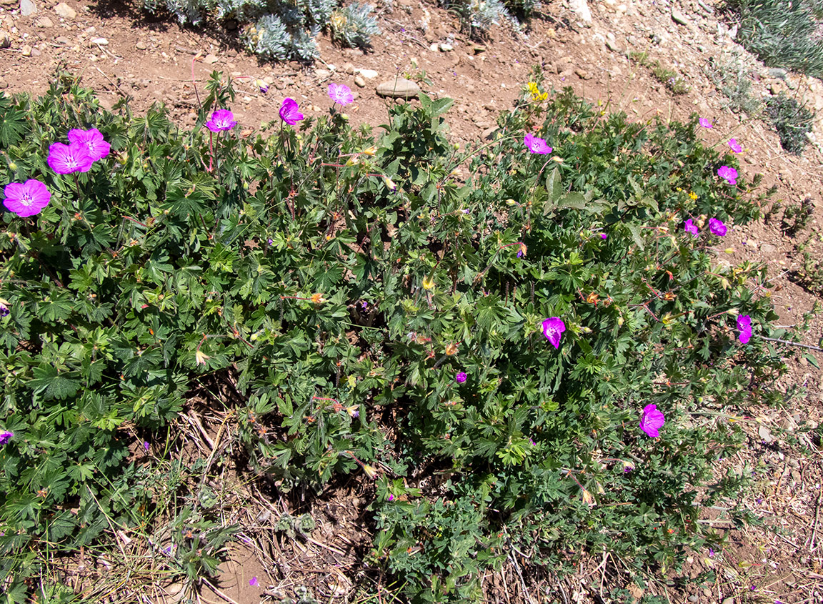 Изображение особи Geranium sanguineum.