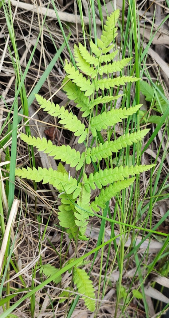 Изображение особи Thelypteris palustris.
