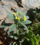 Alyssum turkestanicum variety desertorum. Верхушка побега с соцветием. Казахстан, Туркестанская обл., Байдибекский р-н, предгорья Сырдарьинского Каратау, ур. Ак-Мечеть, на каменисто-травянистом склоне. 29 марта 2025 г.