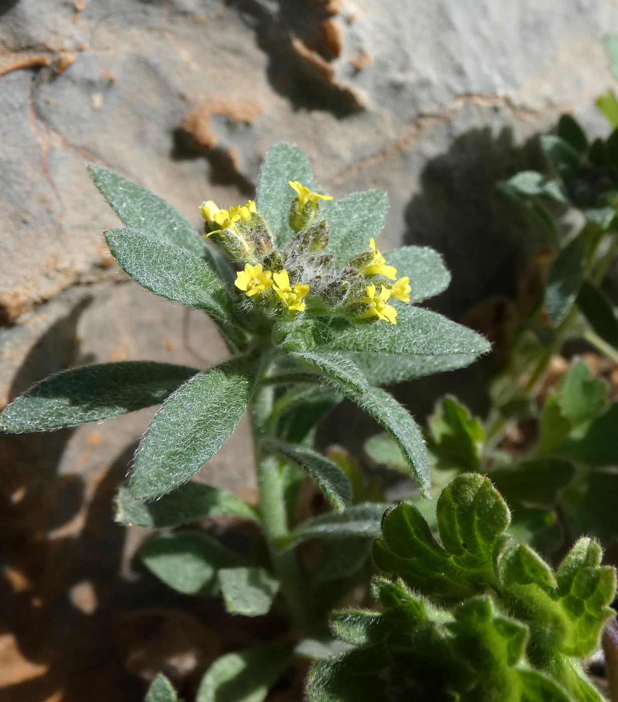 Image of Alyssum turkestanicum var. desertorum specimen.