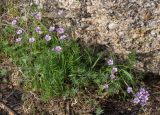 View full-size image Geranium transversale