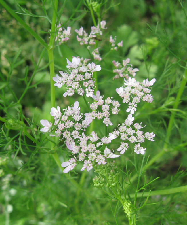 Image of Coriandrum sativum specimen.