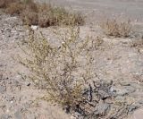 View full-size image genus Artemisia