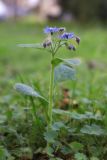 View full-size image Borago officinalis