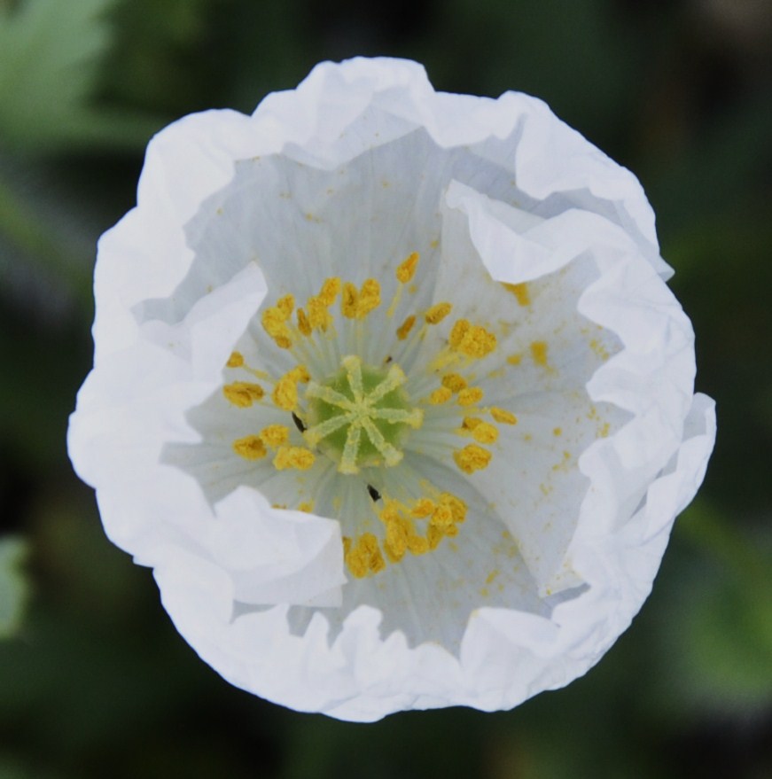 Image of genus Papaver specimen.