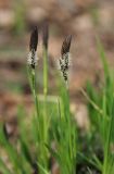 Carex nigra. Верхушки побегов с соцветиями. Москва, парк Кузьминки. 02.05.2011.