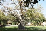Adansonia digitata. Дерево (возраст - не более 50 лет) на территории отеля. Израиль, кибуц Эйн-Геди. 22.02.2011.