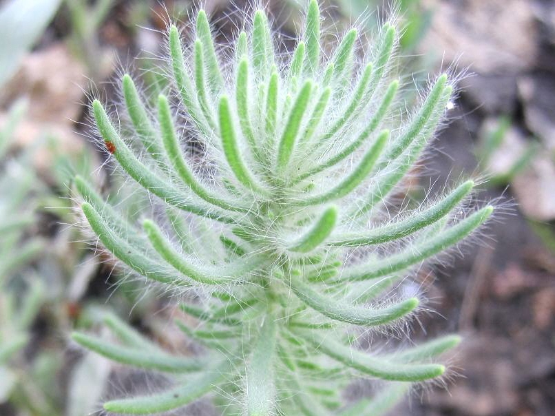 Image of Sedobassia sedoides specimen.