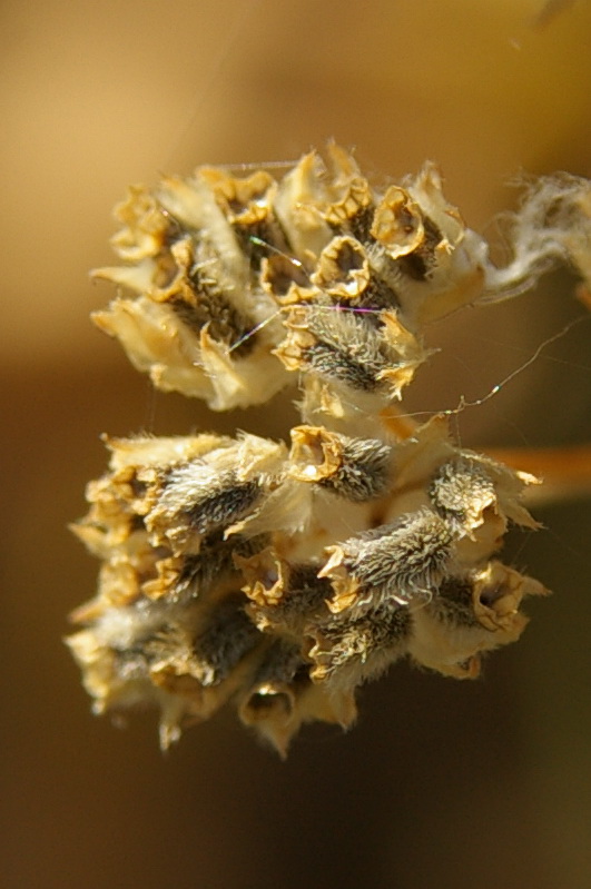 Image of Valerianella lasiocarpa specimen.