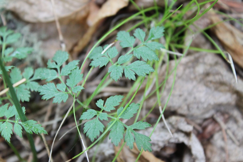 Image of Aegopodium alpestre specimen.