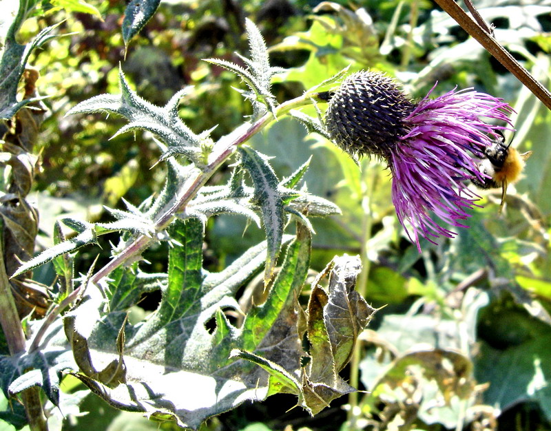 Image of Cirsium gagnidzei specimen.