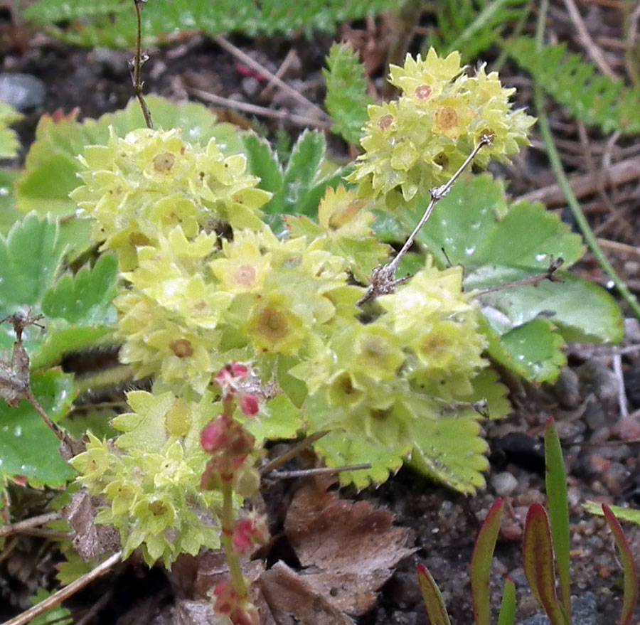 Изображение особи род Alchemilla.