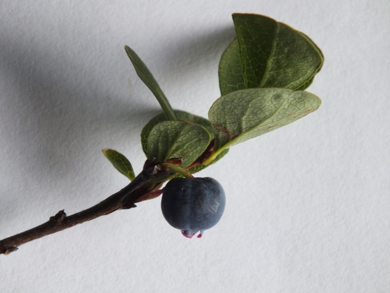 Image of Vaccinium uliginosum specimen.