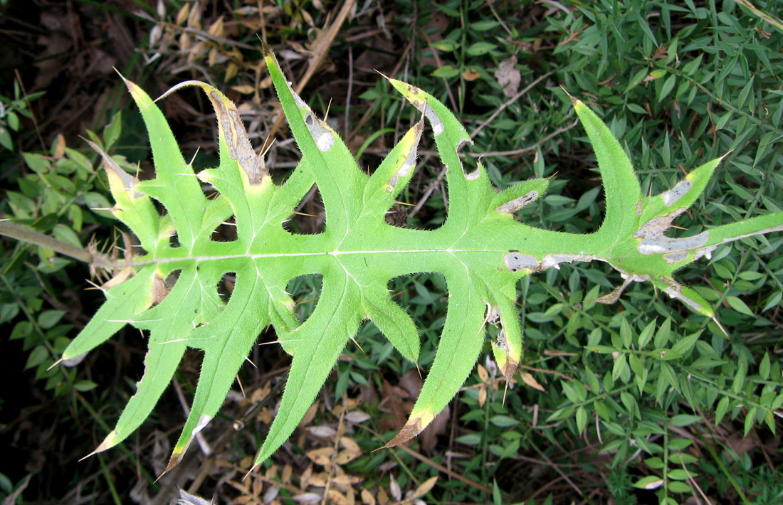 Image of Cirsium laniflorum specimen.