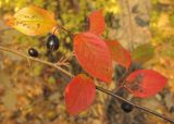 Cotoneaster lucidus