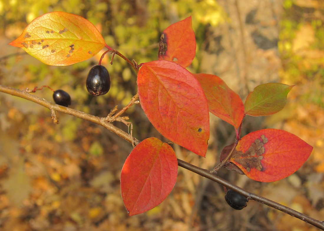 Image of Cotoneaster lucidus specimen.