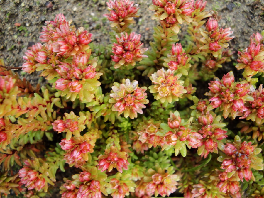 Image of Sedum tenellum specimen.