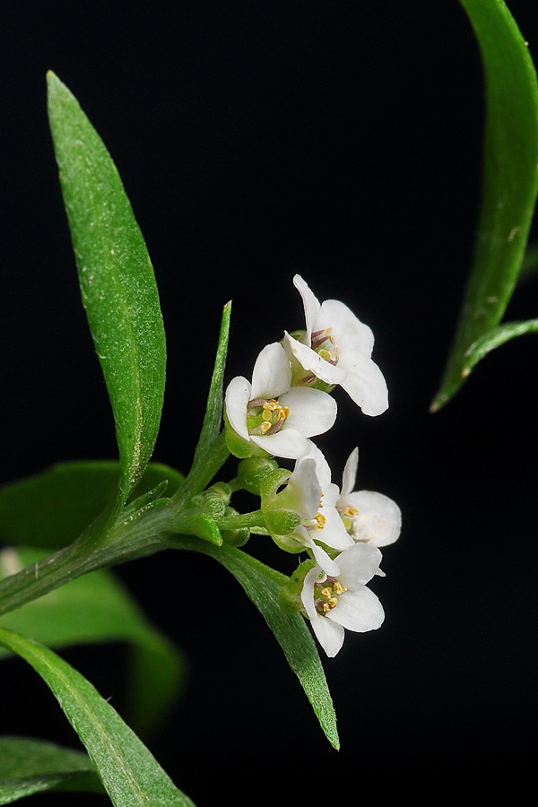 Image of Lobularia maritima specimen.