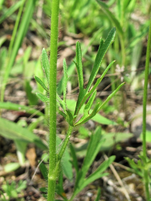 Image of Ranunculus polyanthemos specimen.