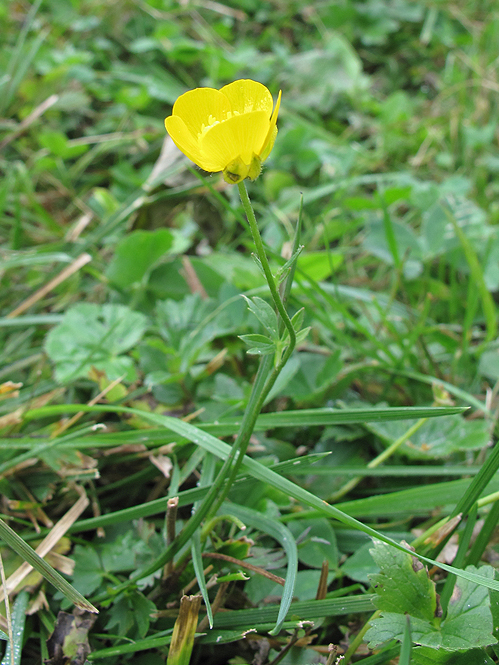 Image of genus Ranunculus specimen.