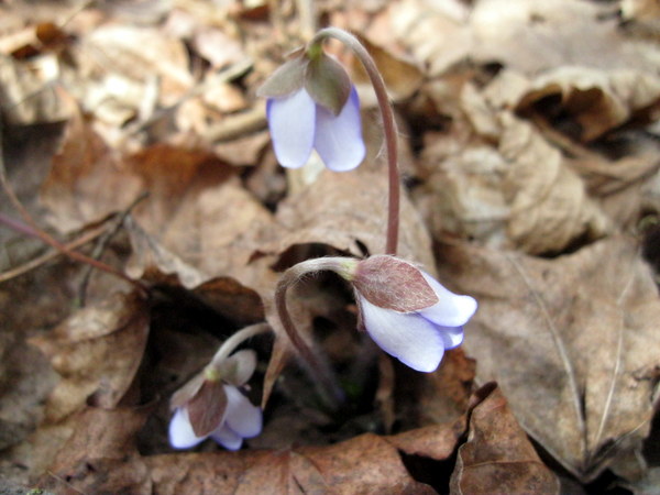 Image of Hepatica nobilis specimen.