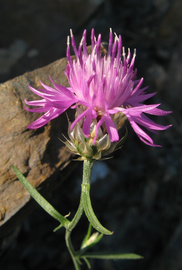 Image of Centaurea stankovii specimen.