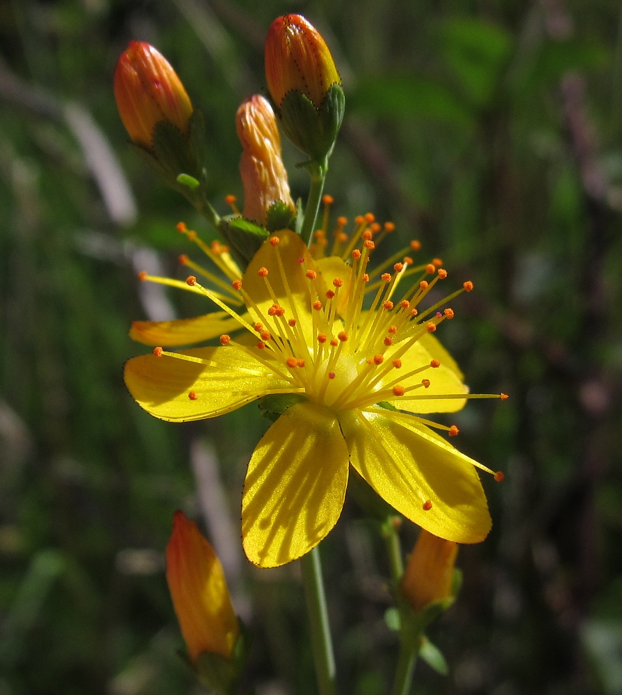 Image of Hypericum pulchrum specimen.