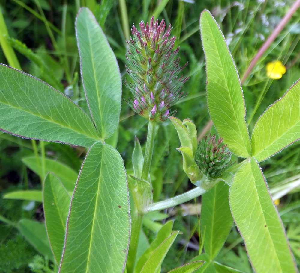 Изображение особи Trifolium medium.