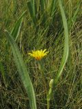 Scorzonera parviflora