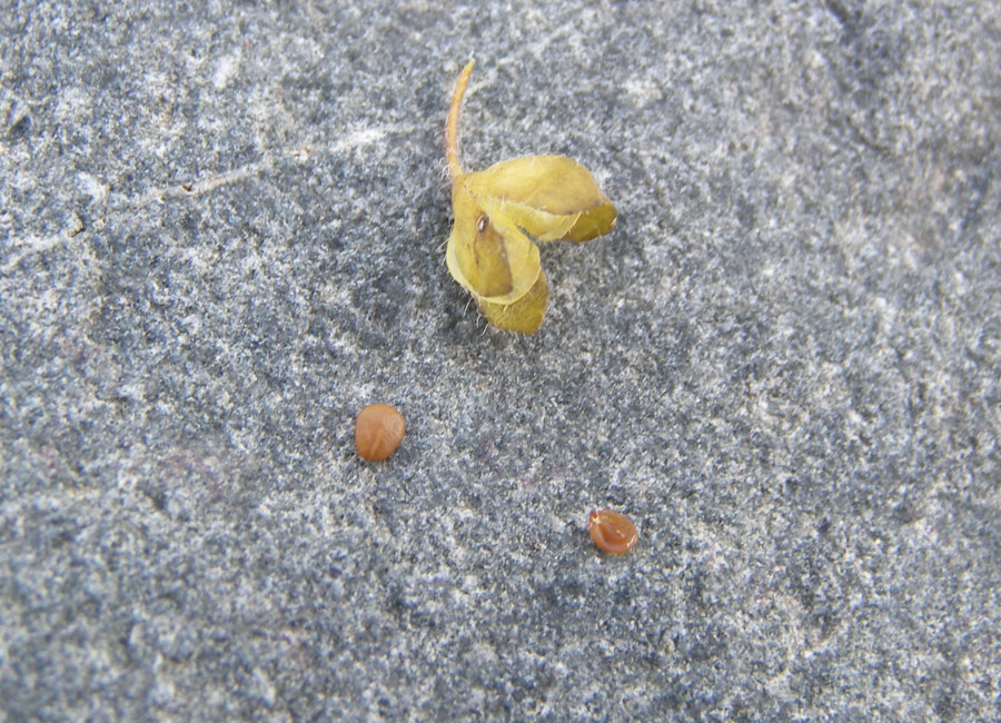 Image of Veronica glareosa specimen.