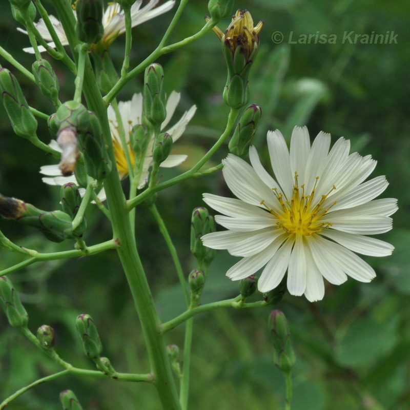 Image of Lactuca indica specimen.