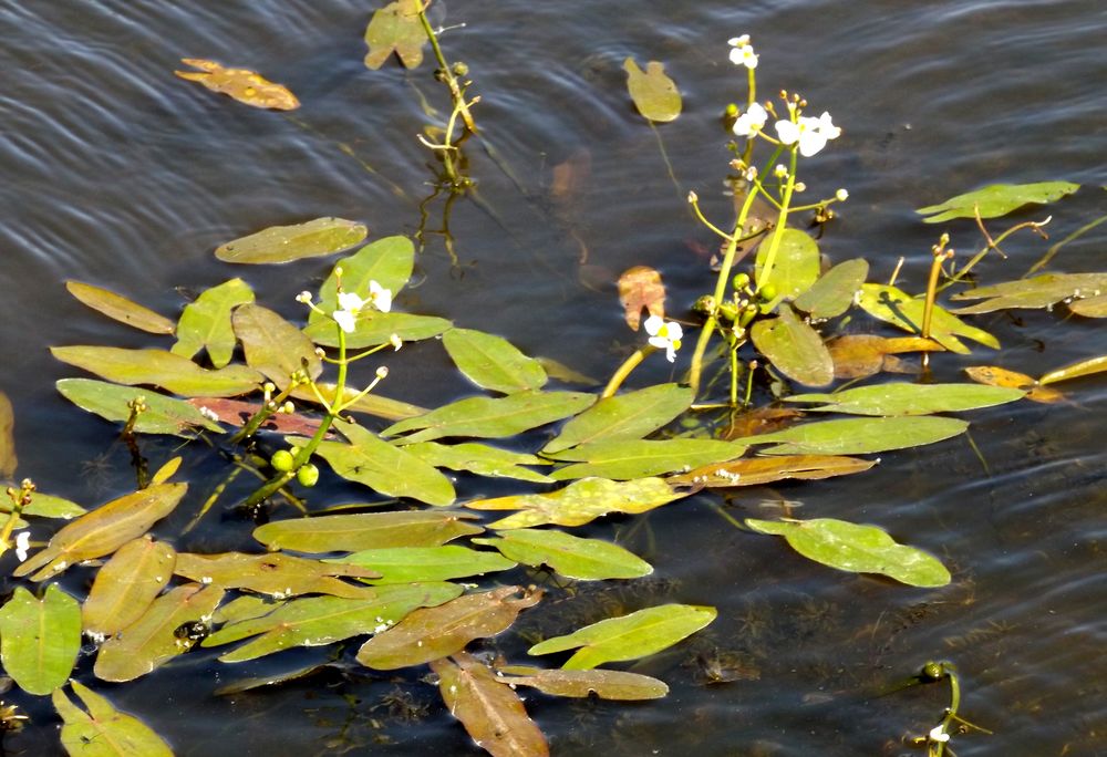 Image of Sagittaria natans specimen.