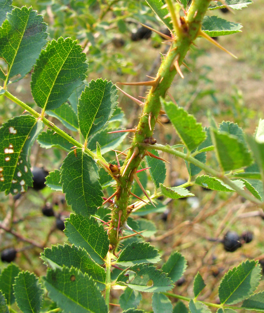 Image of Rosa spinosissima specimen.