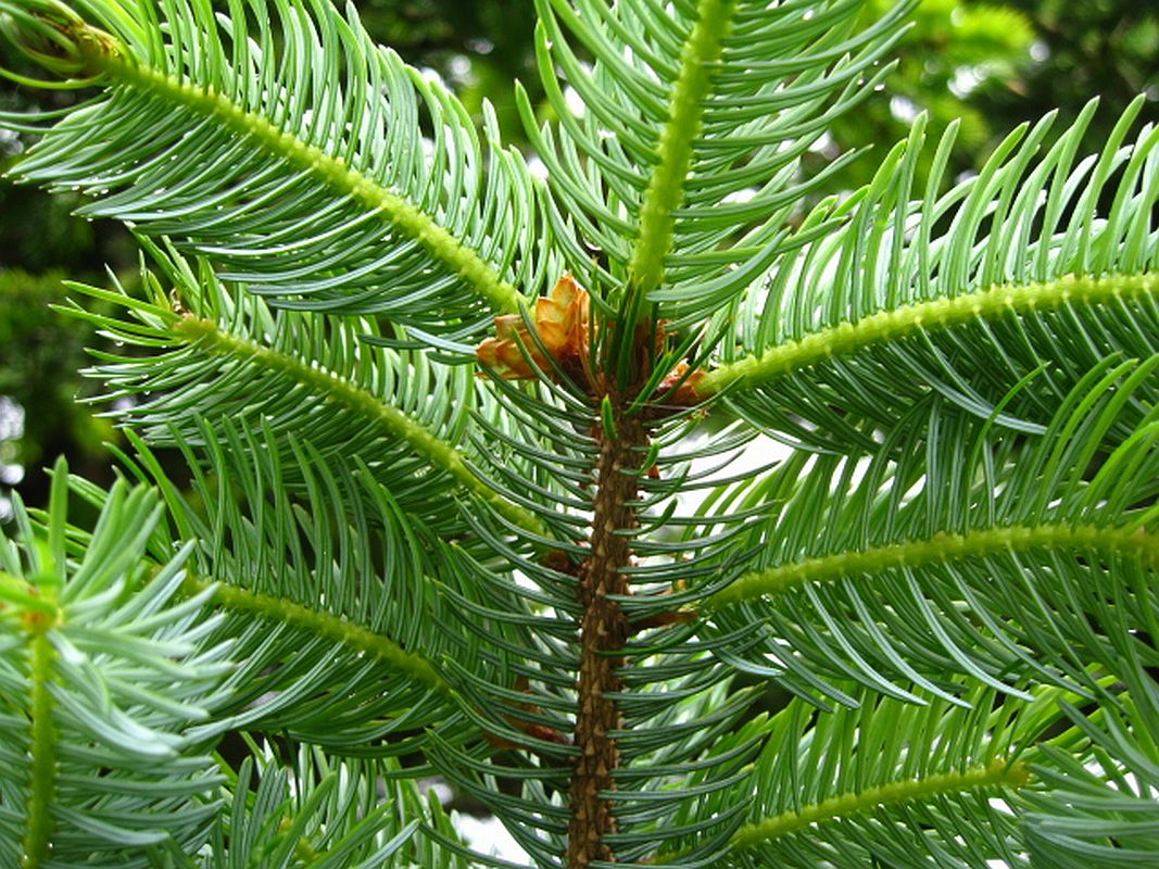 Изображение особи Picea ajanensis.