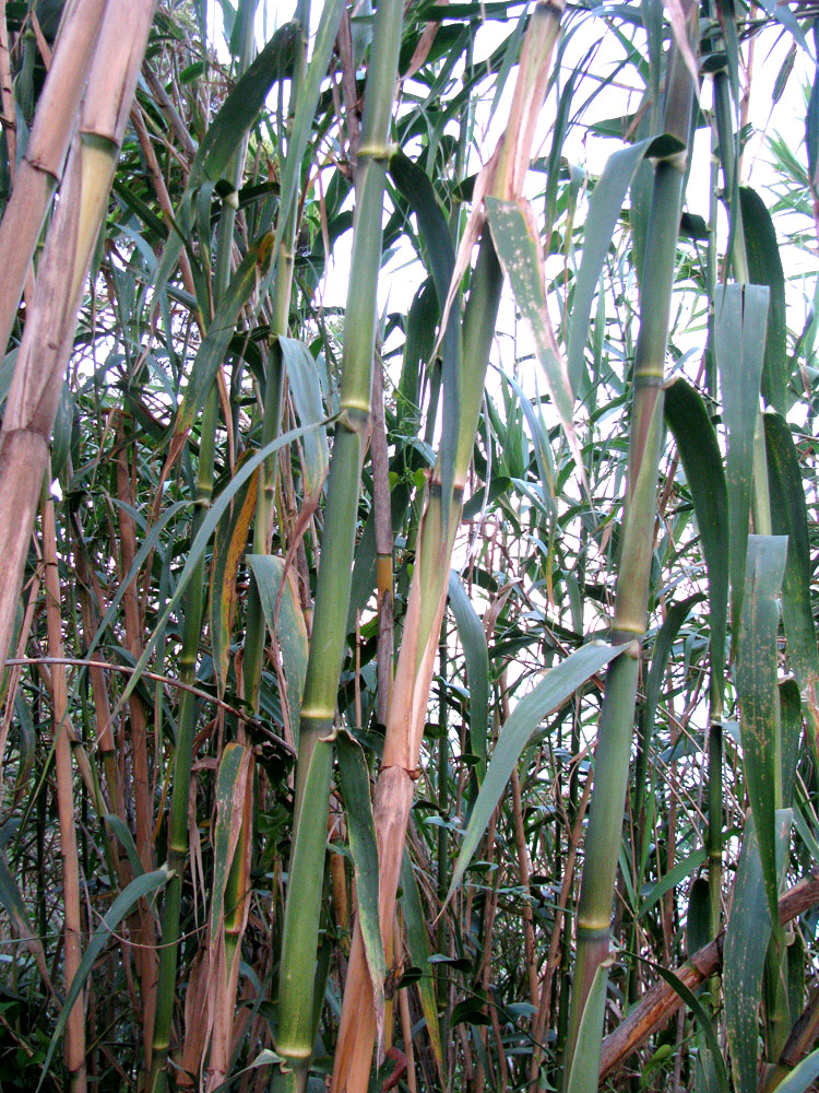 Изображение особи Arundo donax.