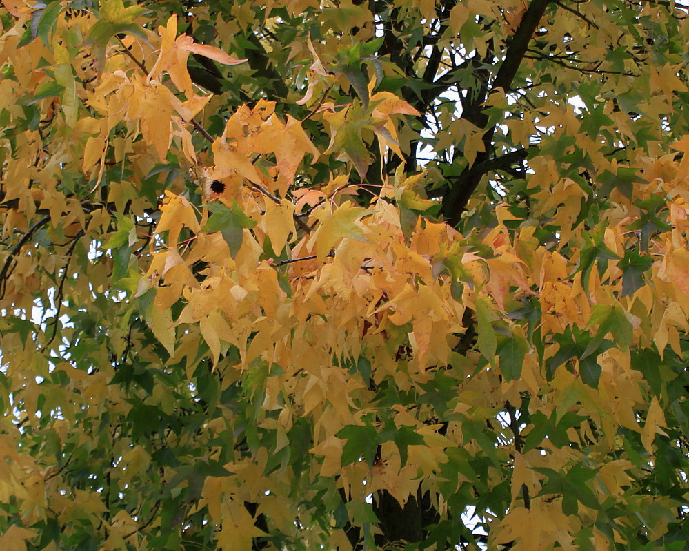 Image of Liquidambar styraciflua specimen.