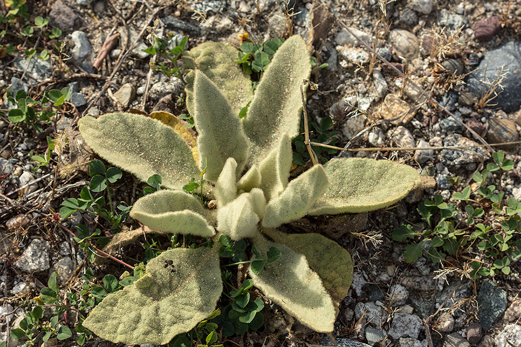 Image of Verbascum thapsus specimen.