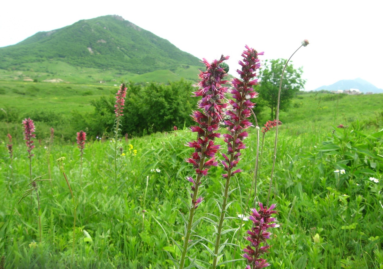 Image of Echium russicum specimen.