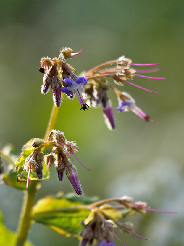 Изображение особи Trachystemon orientalis.