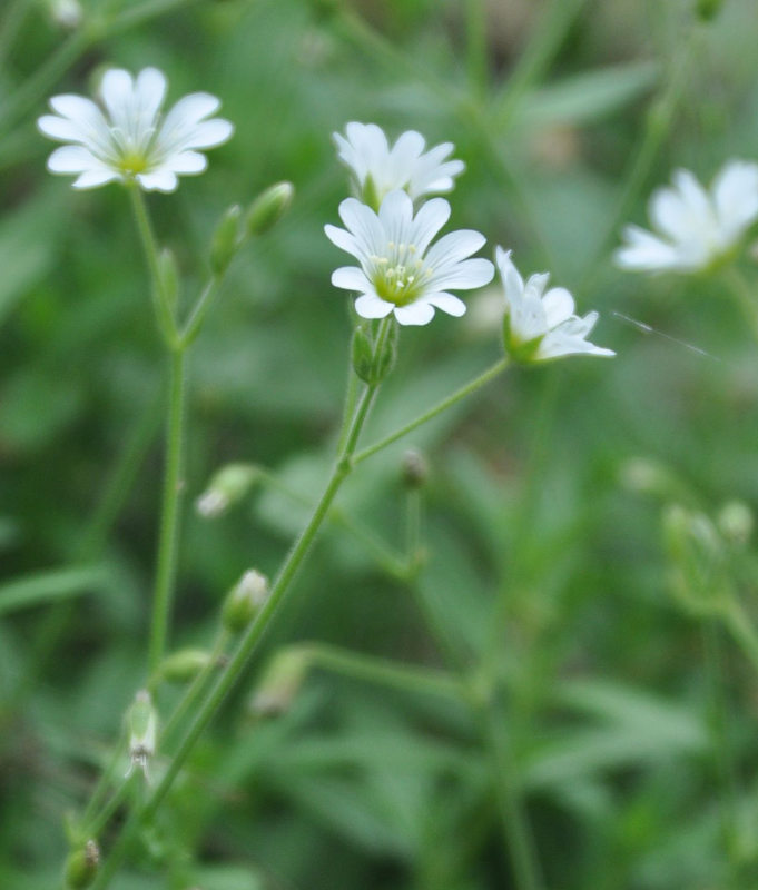 Image of Cerastium fischerianum specimen.