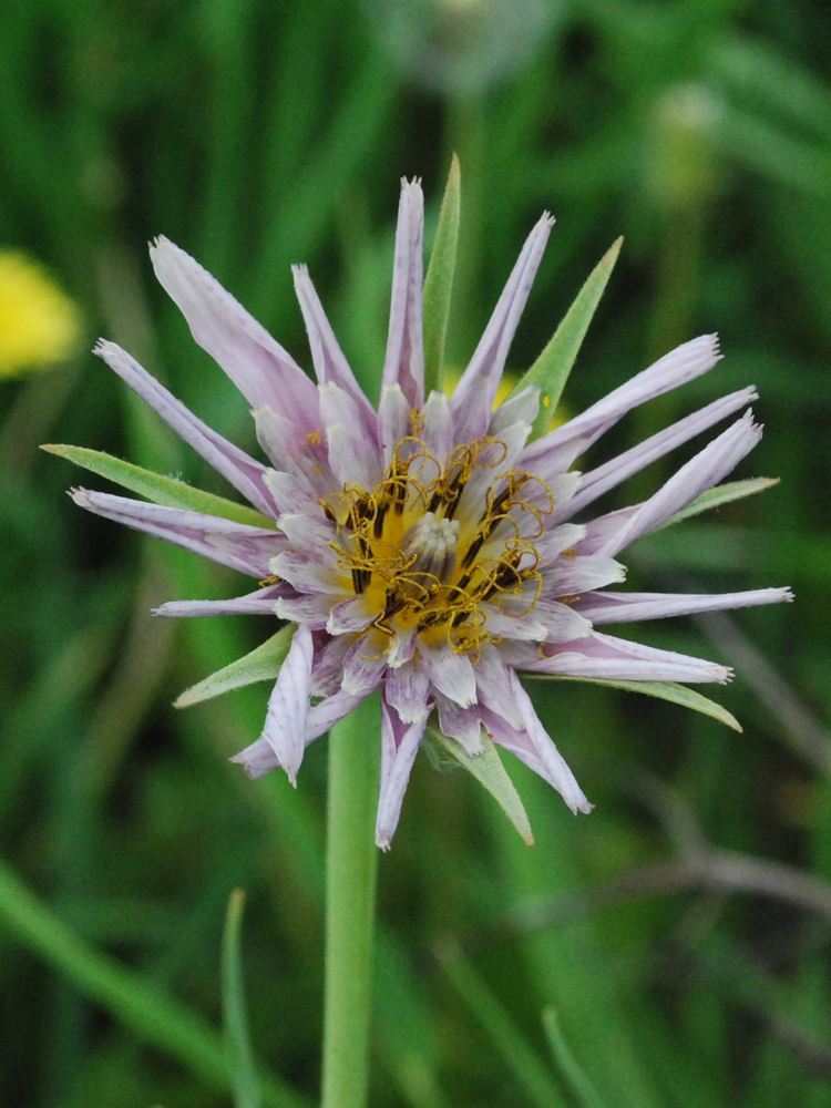 Изображение особи Tragopogon malikus.