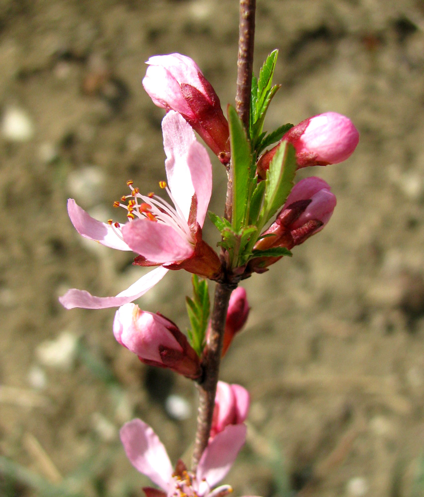 Image of Amygdalus nana specimen.