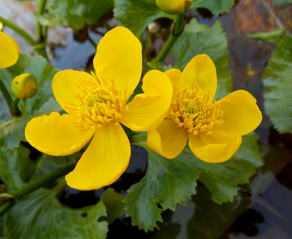 Image of Caltha palustris specimen.