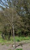 Maclura pomifera