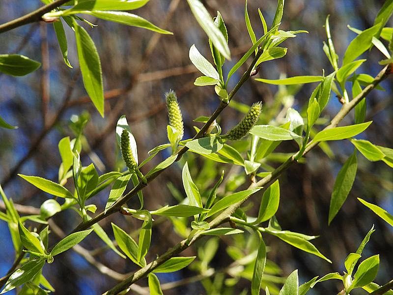 Image of Salix fragilis var. sphaerica specimen.