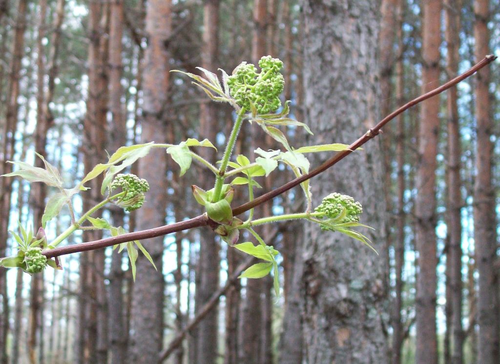 Image of Sambucus sibirica specimen.