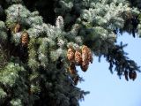 Picea pungens