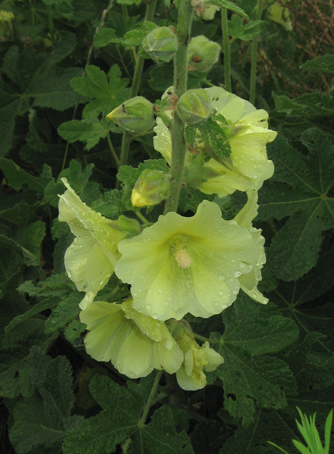 Изображение особи Alcea rugosa.