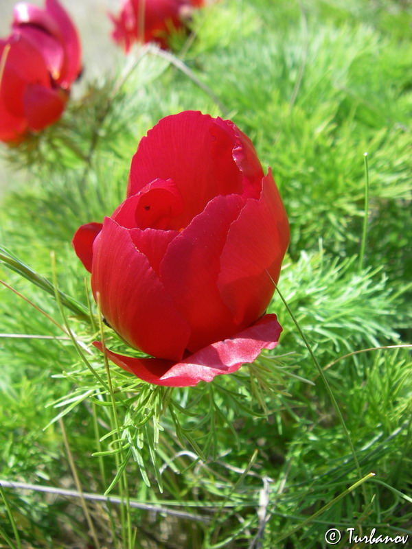 Image of Paeonia tenuifolia specimen.